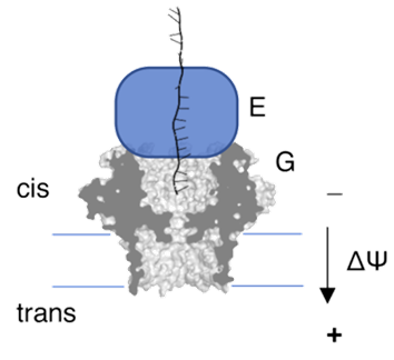 单分子检测（SINGLE MOLECULE DETECTION）